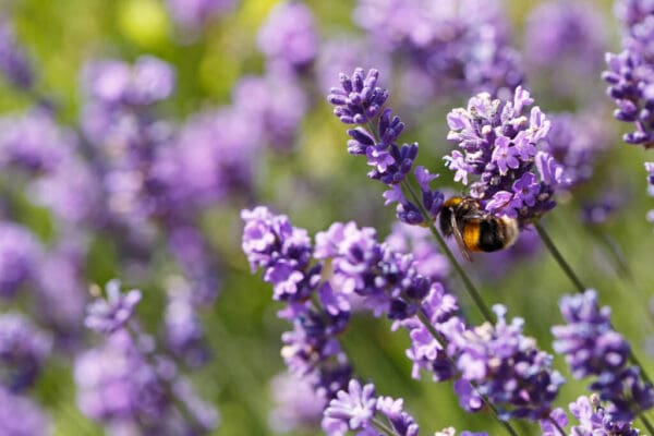 Raw Wildflower Honey - Image 3
