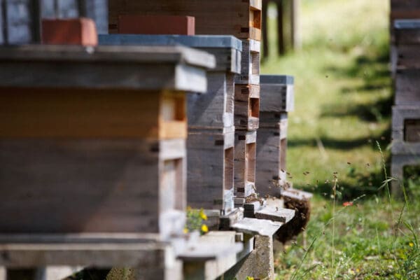 Raw Wildflower Honey - Image 4