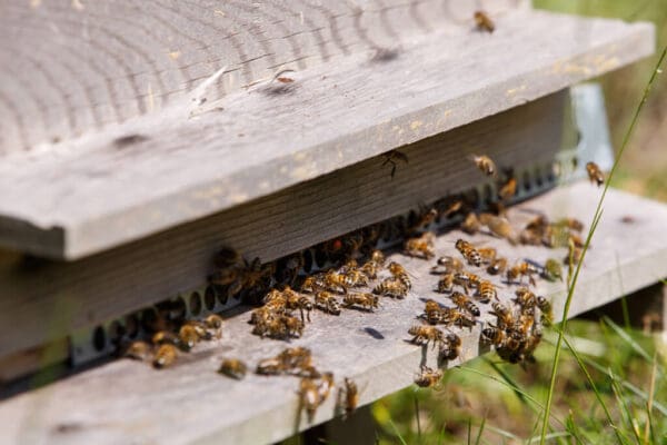 Raw Wildflower Honey - Image 6