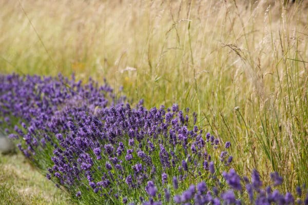 Raw Wildflower Honey - Image 5