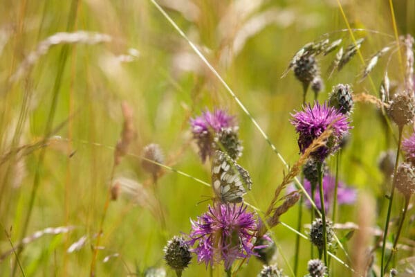 Raw Wildflower Honey - Image 8